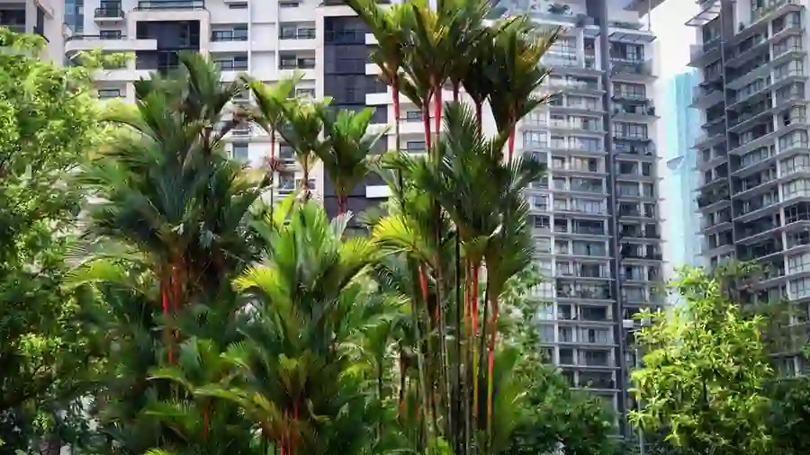 Palm trees against a backdrop of Kuala Lumpur residential high-rises